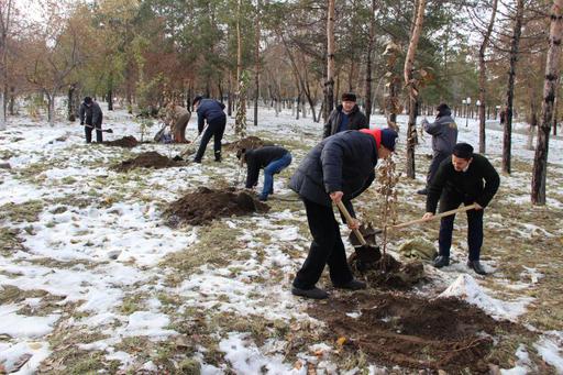 Мешіт ауласына ағаштар отырғызылды