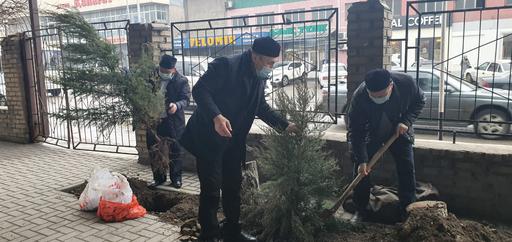 Шымкент: Мешіт ауласына көшет отырғызды