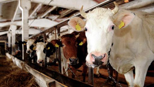 Катарский бизнесмен купил 4 тысячи коров, чтобы спасти страну от дефицита молока