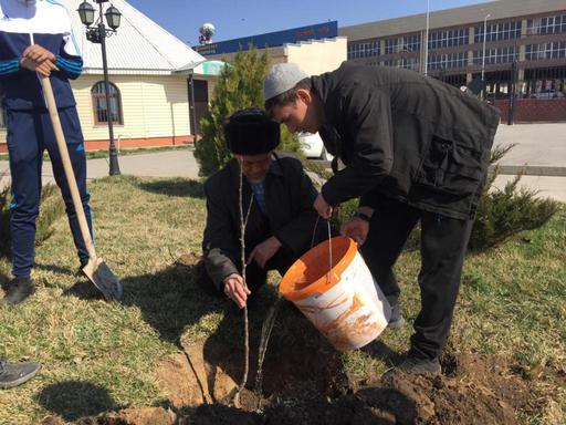 Шымкент: Жастар орталық мешітте ағаш отырғызды 